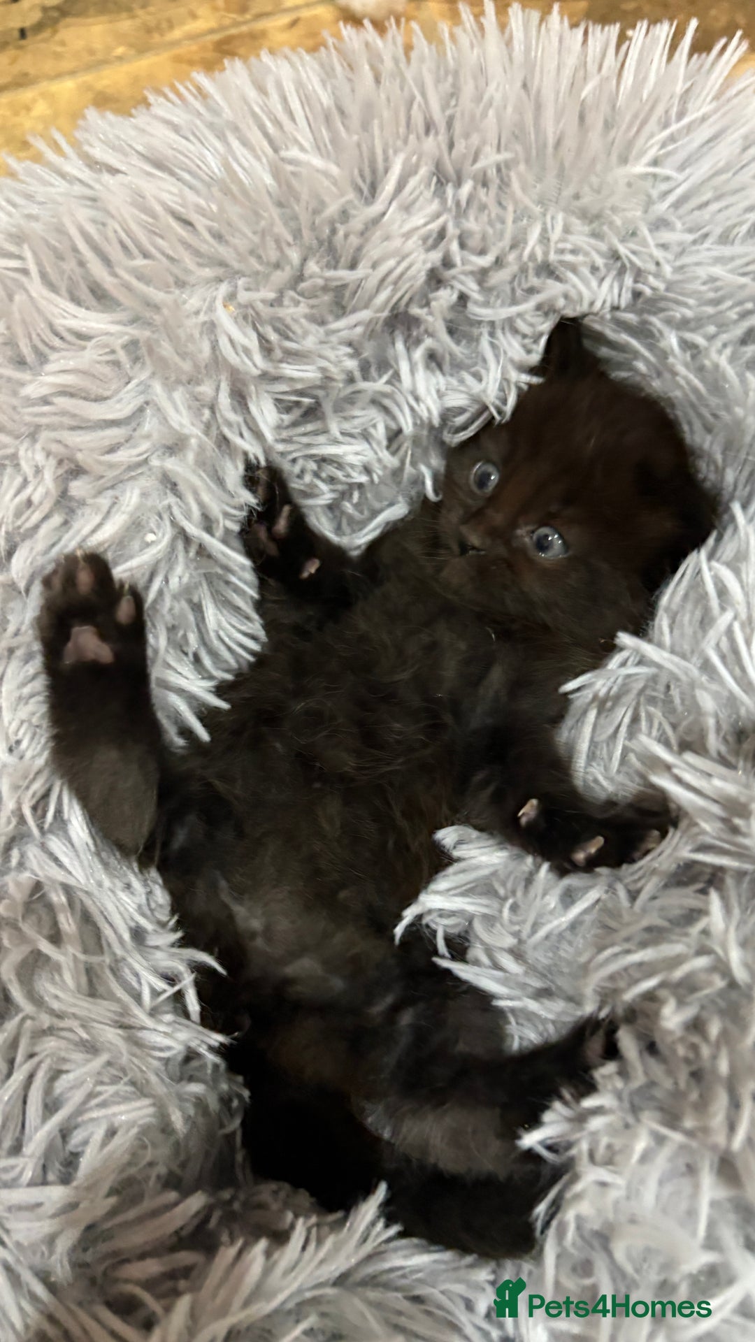Ragdoll cats for sale: Ragdoll cross Persian kittens - Image 6