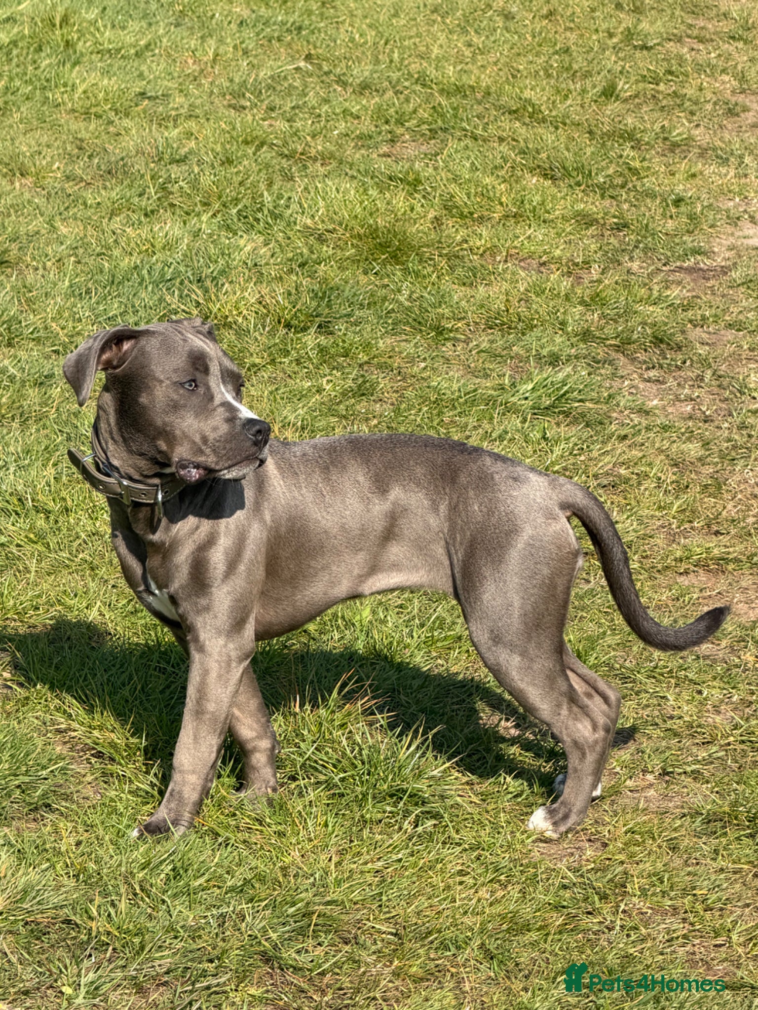 American Bull Staffy dogs for sale: Uma - staffy mix in London - Advert 13