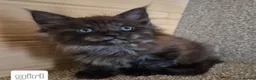 Maine Coon cats for sale: Mein con  - Advert 8