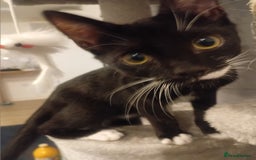 British Shorthair cats for sale: 14 week Boy kitte - Image 2