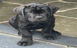 Cane Corso dogs for sale: Full Cane Corso, 1 Black Male remaining  in Newark - Image 5