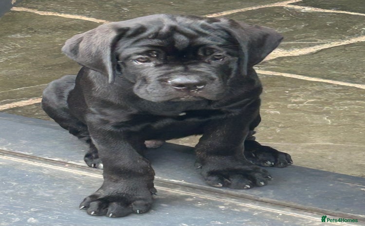 Cane Corso dogs in Newark - Advert 2