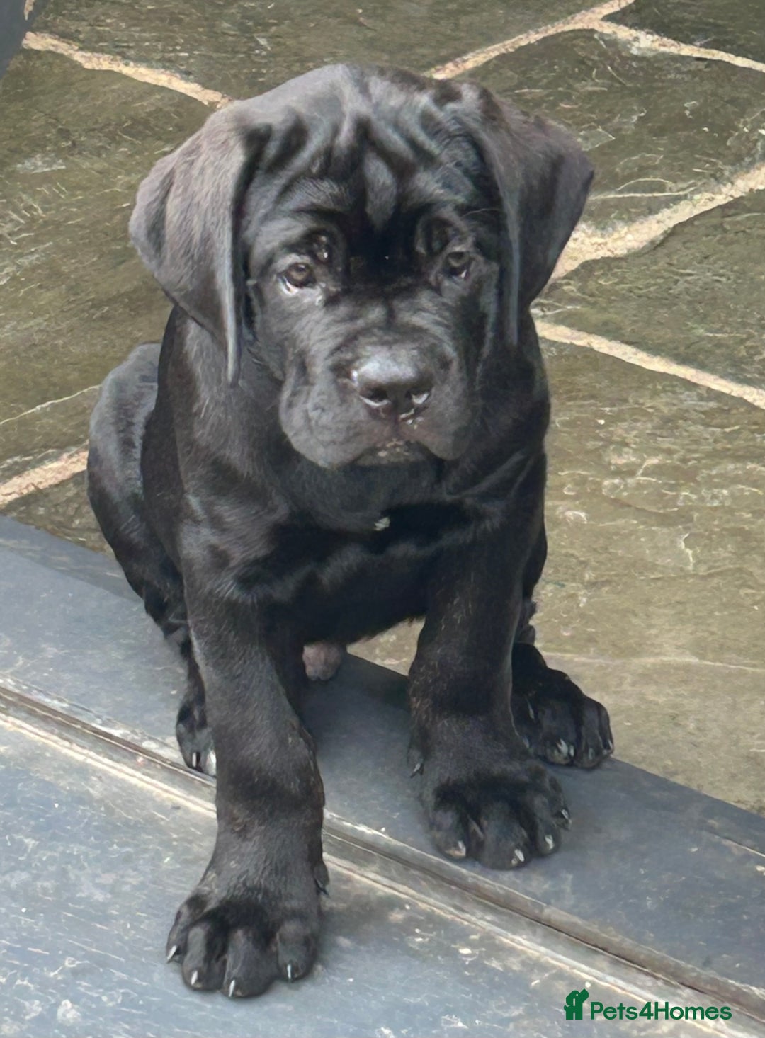 Cane Corso dogs for sale: Full Cane Corso, 1 Black Male remaining  in Newark - Image 5