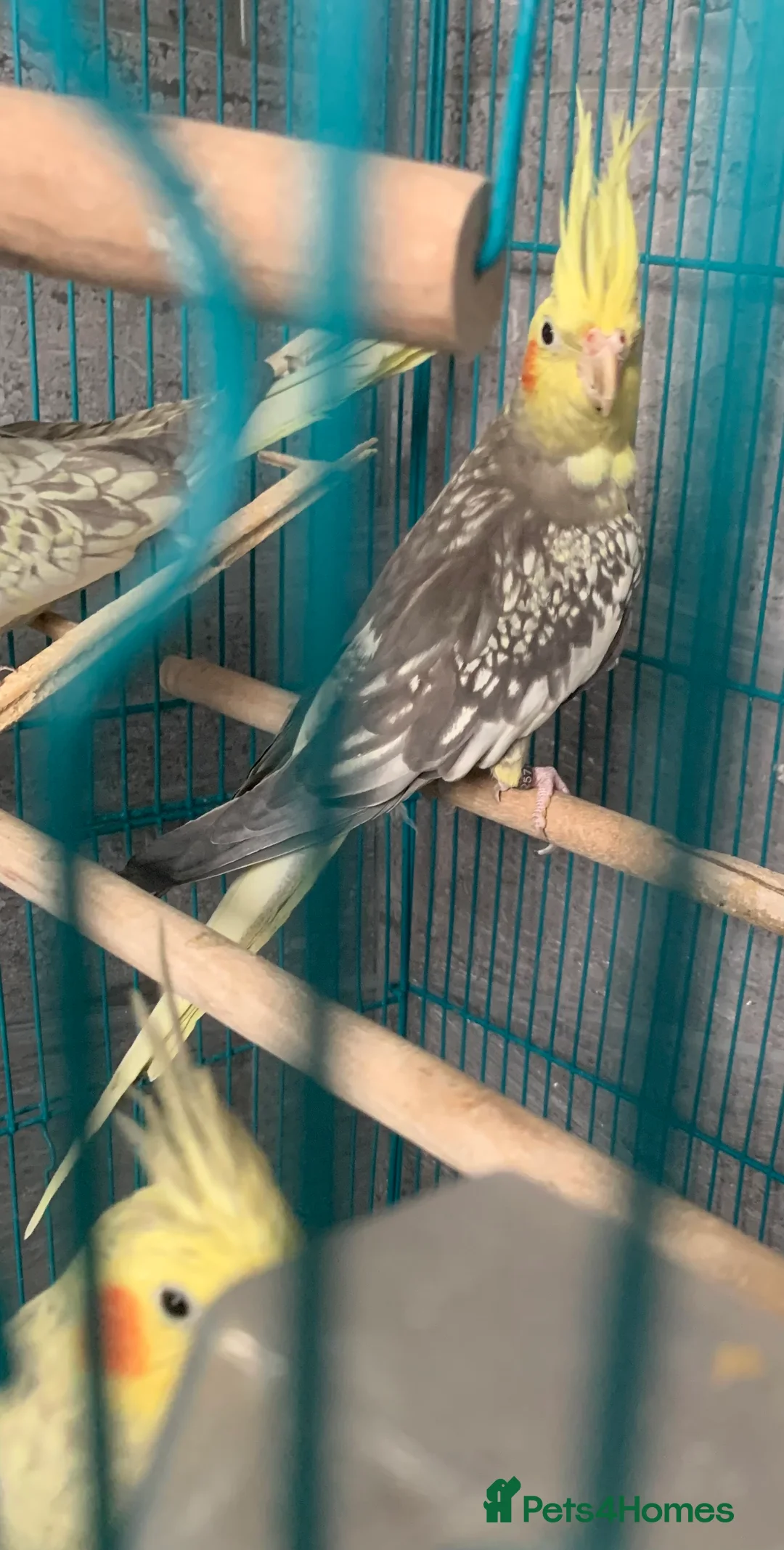 Cockatiels birds for sale: 3 cockatiels  - Advert 9