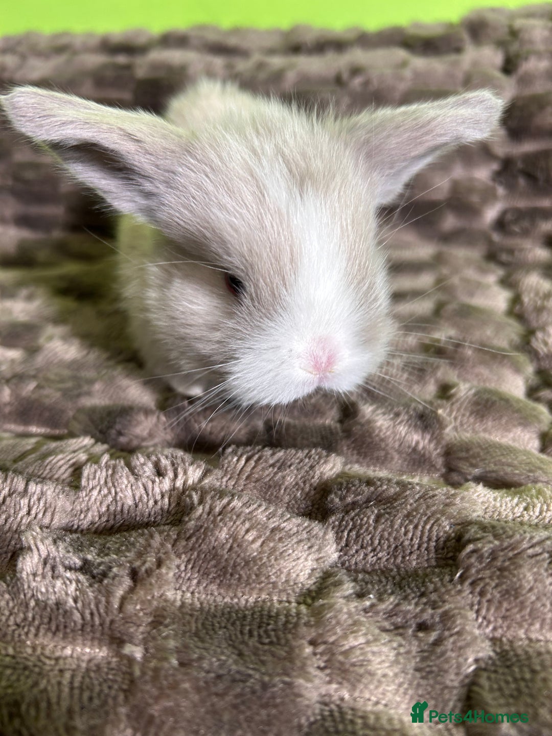Mini Lop rabbits for sale: Pure breed mini lops  - Image 9