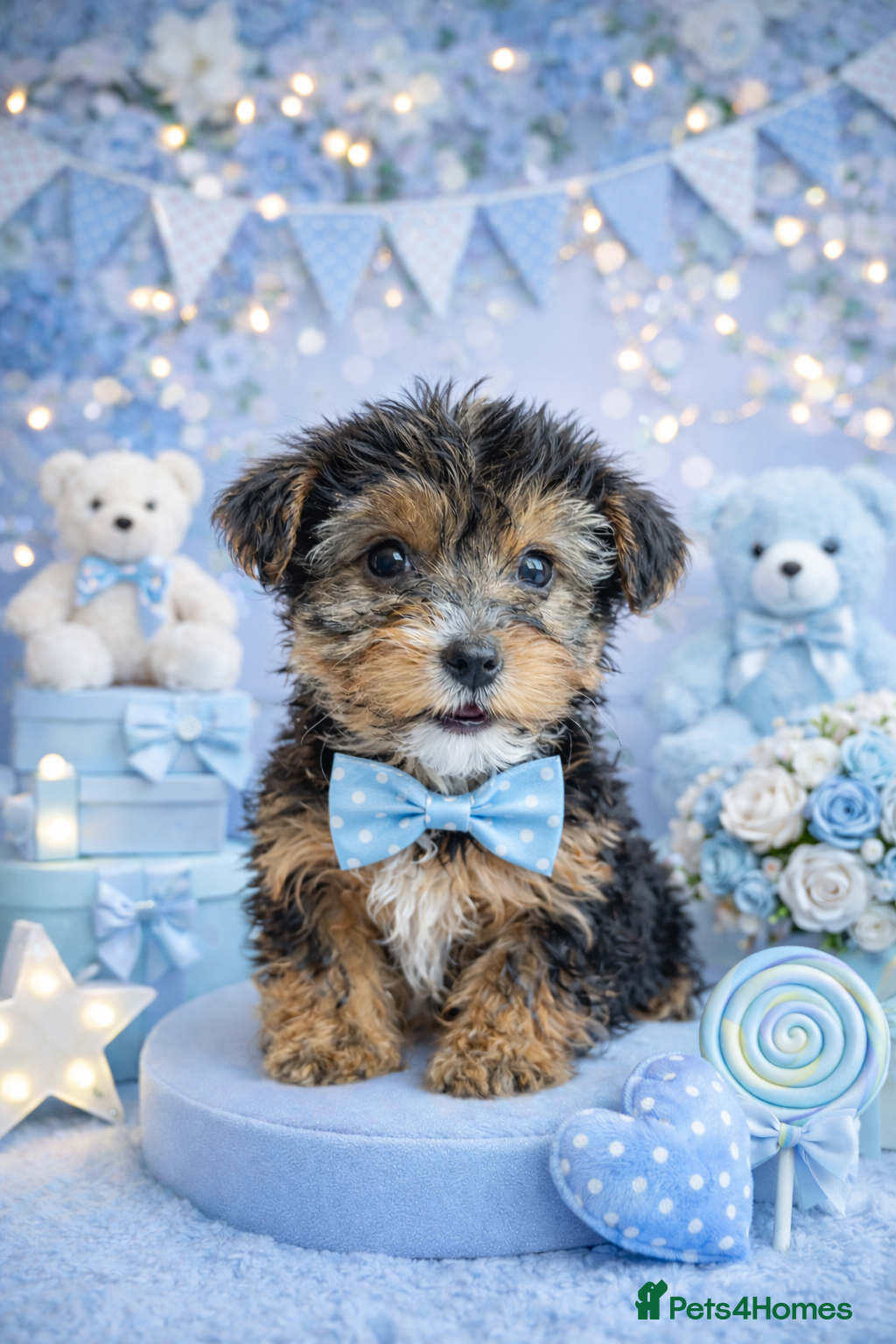 Yorkshire Terrier dogs £650 Yorkie pups ready for forever homes  - Advert 9