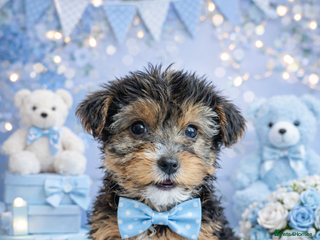 Yorkshire Terrier dogs £650 Yorkie pups ready for forever homes - Advert 9