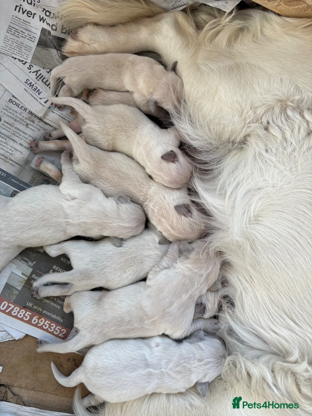 Golden Retriever dogs for sale: White golden puppy’s  - Advert 2