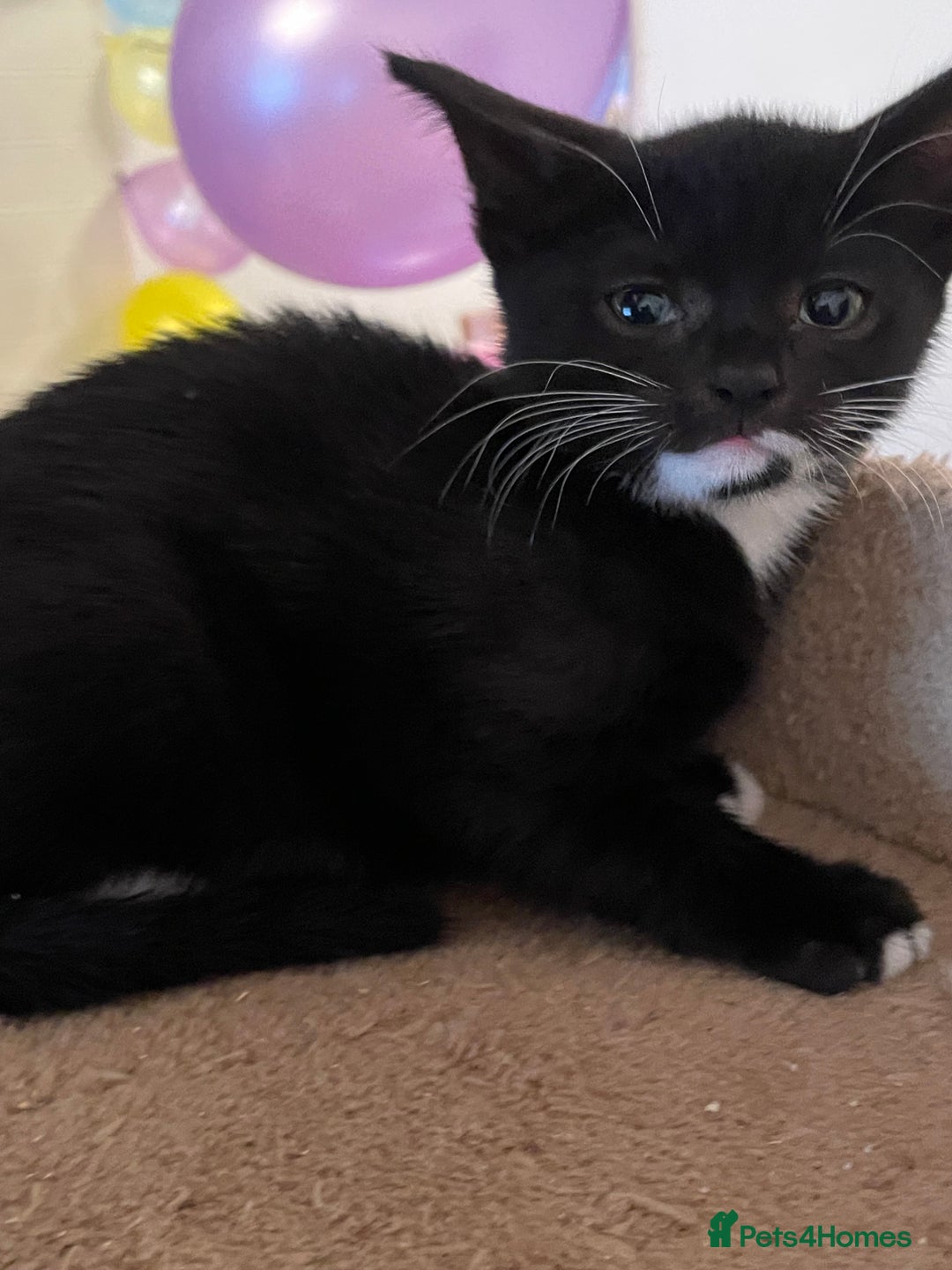 Mixed Breed cats for sale: Kittens looking for a forever family  - Image 6