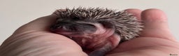Pygmy Hedgehog rodents for sale: Girls Boys Ethically Bred African Pygmy Hedgehogs - Advert 4