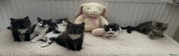 British Longhair cats for sale: 6 stunning kittens - Advert 7