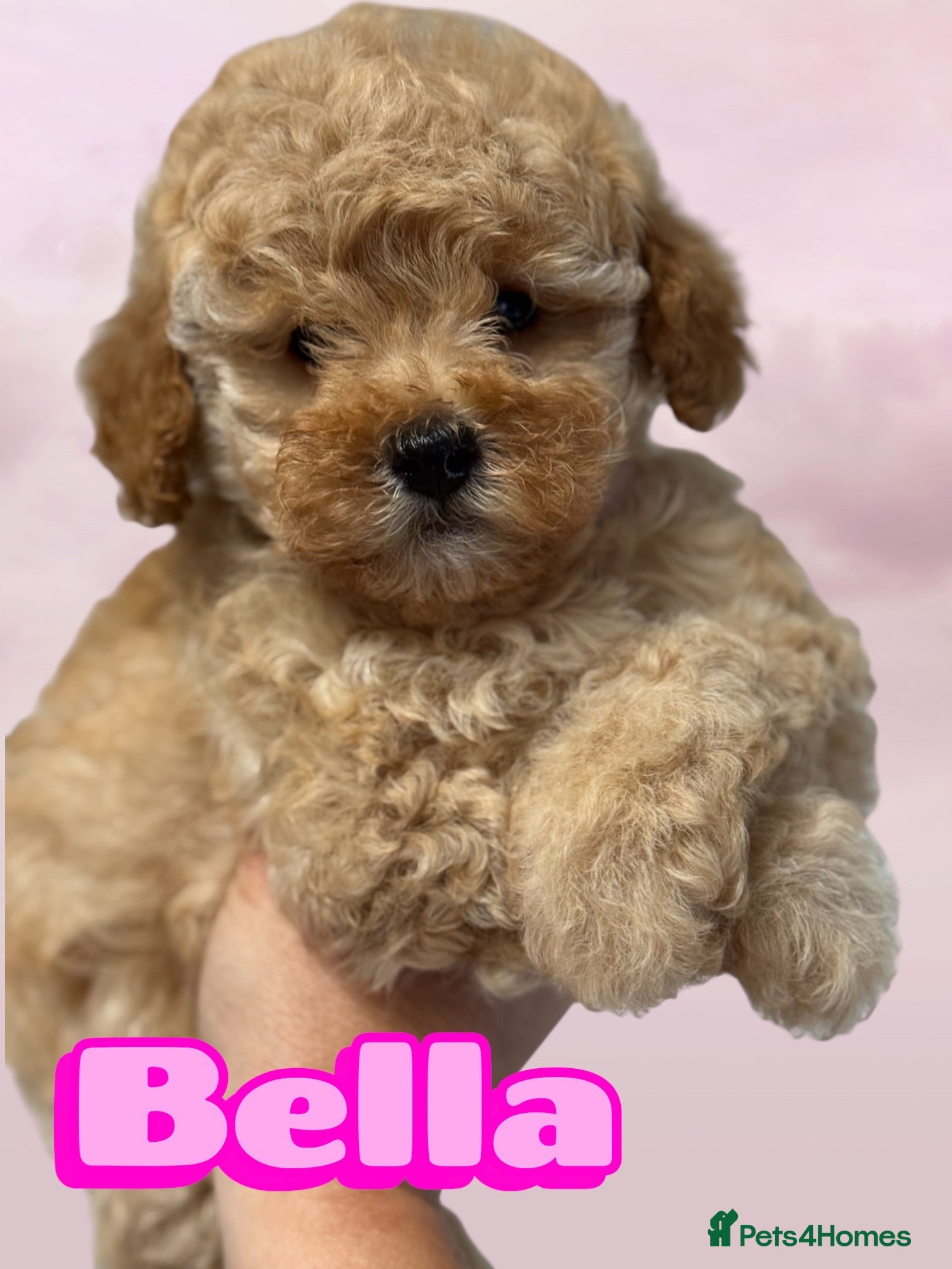 Cockapoo dogs Tiny Toy poodle puppies expected  - Advert 2