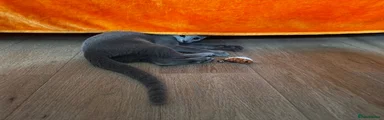 Russian Blue 3