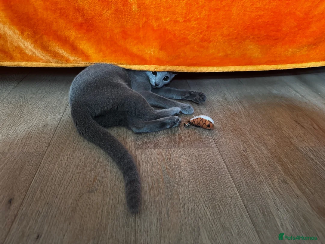 Russian Blue cats for sale: Purebred Russian blue kittens  - Advert 19