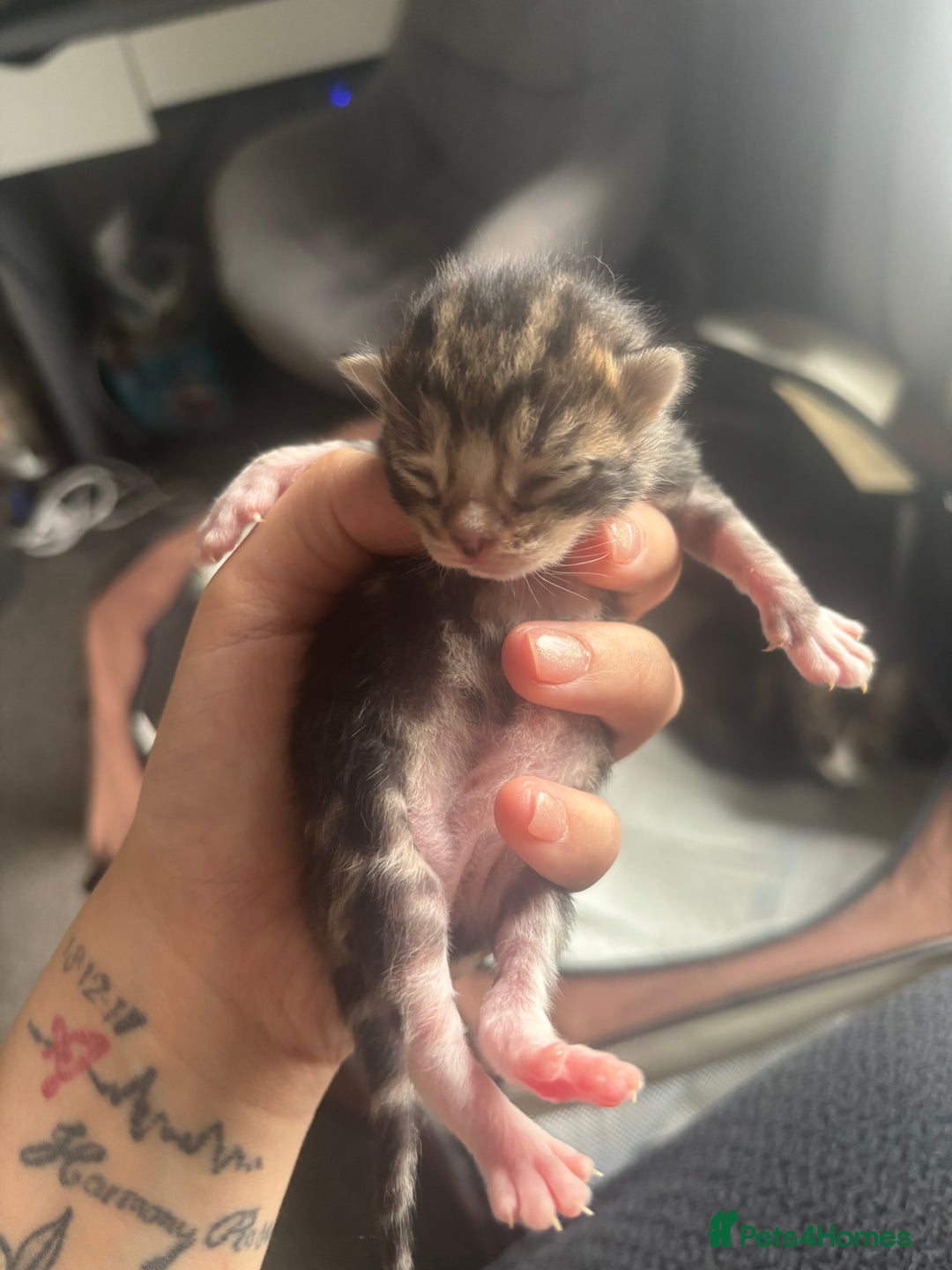 Mixed Breed cats for sale: Beautiful tabby kittens - Image 5