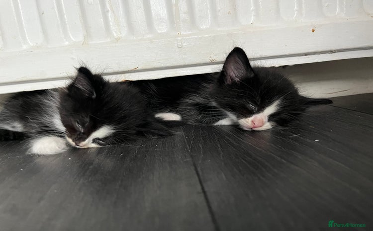 Mixed Breed cats - Advert 12