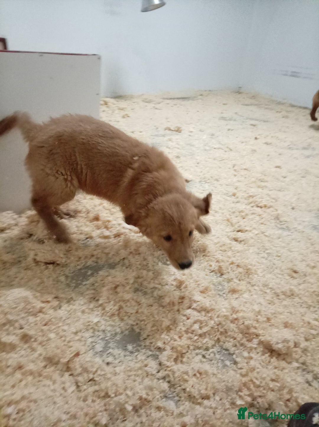 Golden Retriever dogs for sale: Kc registered golden retrievers from working lines - Advert 18