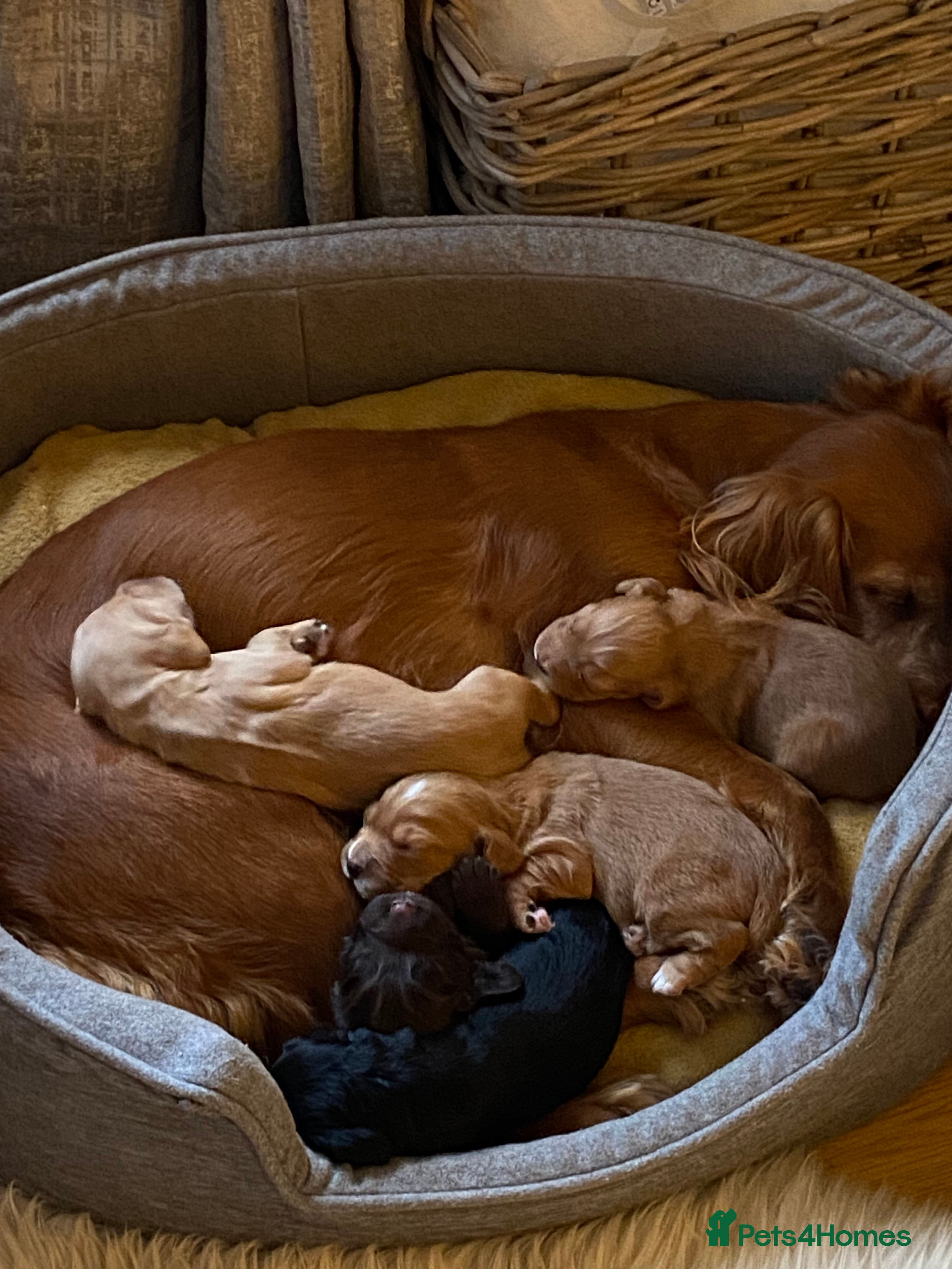 Cocker Spaniel dogs Beautiful working Cocker Spaniel puppies  - Advert 1