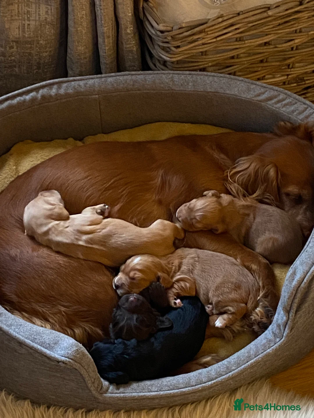Cocker Spaniel dogs for sale: Beautiful working Cocker Spaniel puppies  in Royston - Advert 1