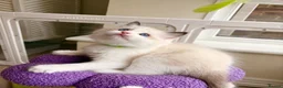 Ragdoll cats for sale: Gorgeous Tica registered Ragdoll kittens 1 girl  - Advert 36