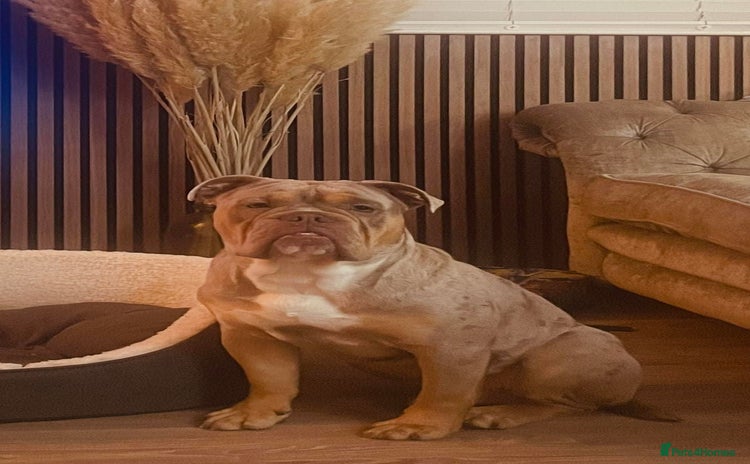 Olde English Bulldogge dogs - Advert 2