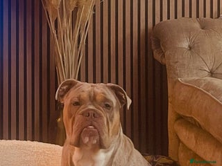 Olde English Bulldogge dogs - Advert 1