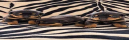 Rottweiler dogs for sale: KC Registered Rottweilers puppies  - Advert 4