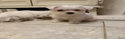 West Highland Terrier dogs for sale: Westies  - Advert 3