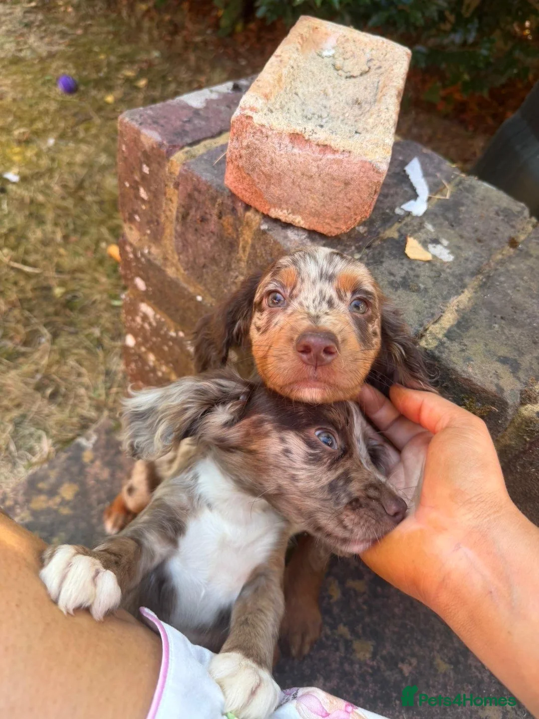 Cocker Spaniel dogs for sale: Working cocker spaniels  - Advert 13