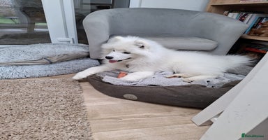 Samoyed dogs - Advert 3