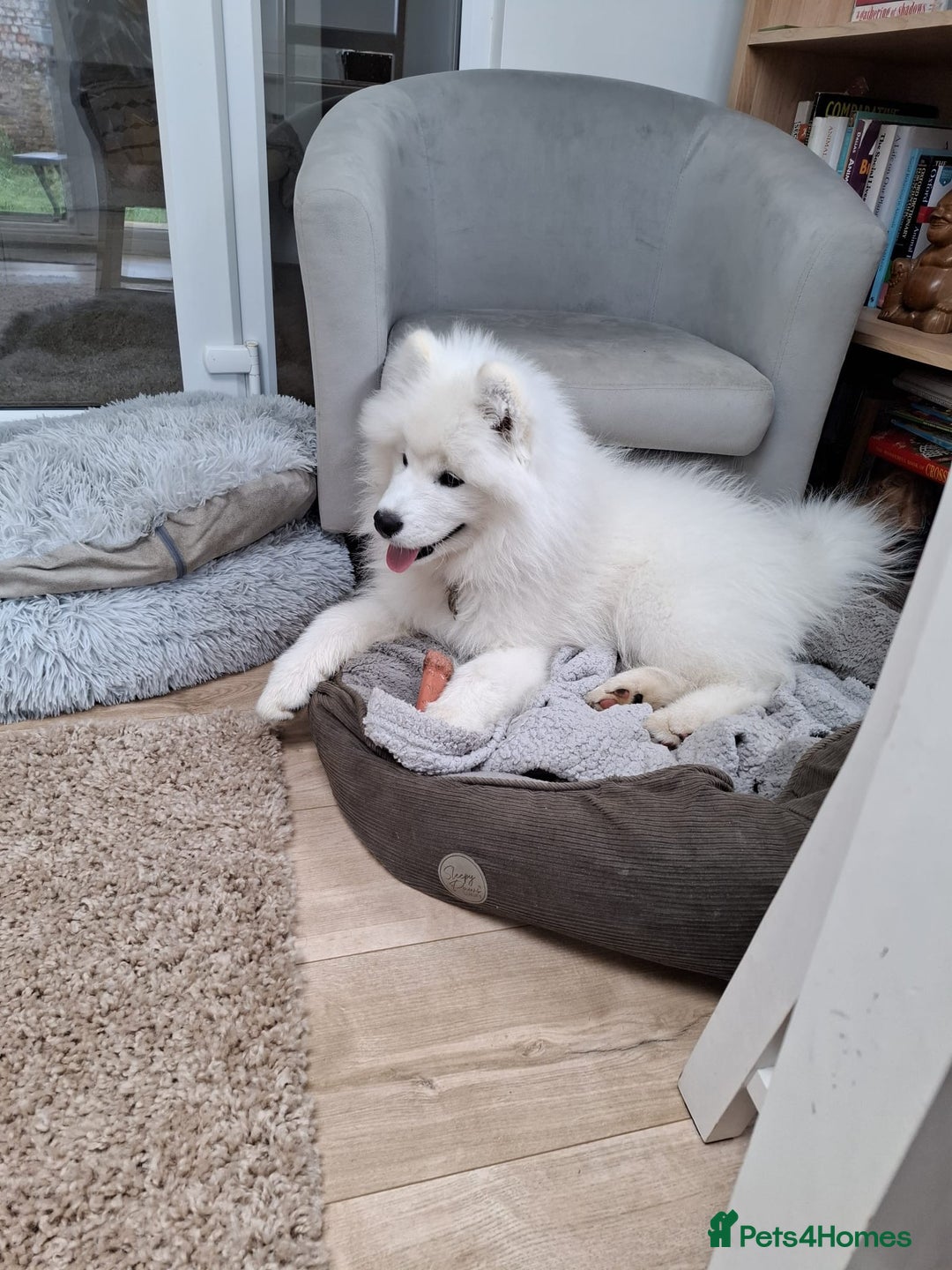 Samoyed dogs for sale: Samoyed Boy - Image 2