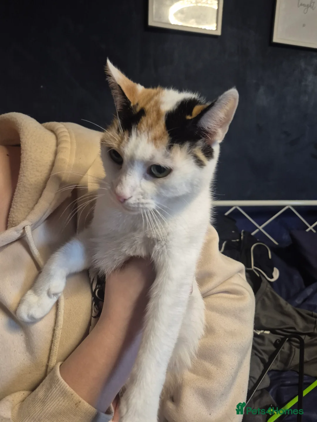 Mixed Breed cats for sale: 6 kittens  - Advert 1