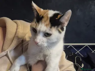 Mixed Breed cats 6 kittens - Advert 3