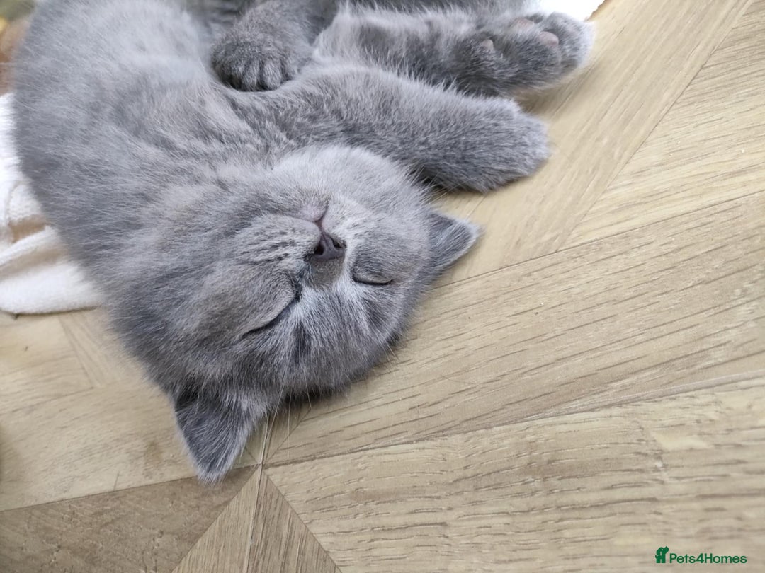 British Shorthair cats for sale: Beautiful fluffy British blue babies ready at  **  - Advert 9