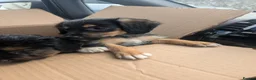 Mixed Breed dogs for sale: 4 adorable mixed breed pups for sale 3 girls 1boy - Advert 9