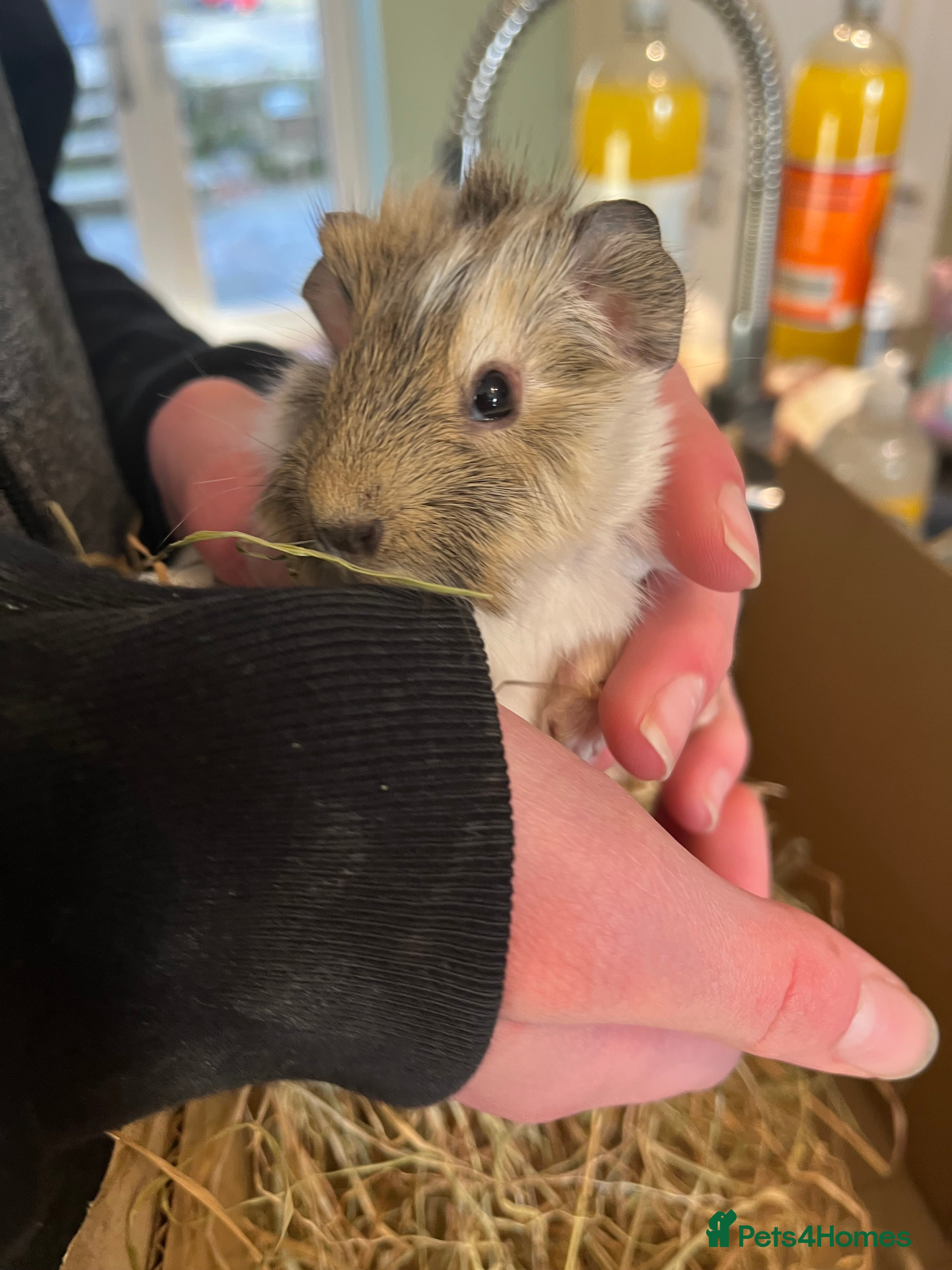 Guinea Pig rodents baby teddy and smooth guinea pigs - Advert 14