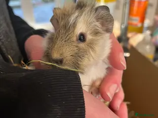 Guinea Pig rodents baby teddy and smooth guinea pigs - Advert 14