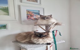 Ragdoll cats for sale: Ragdoll Kittens  - Image 8