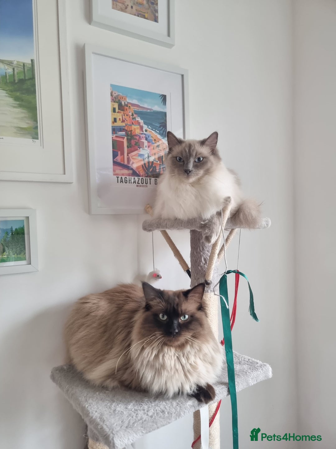 Ragdoll cats for sale: Ragdoll Kittens  - Image 8