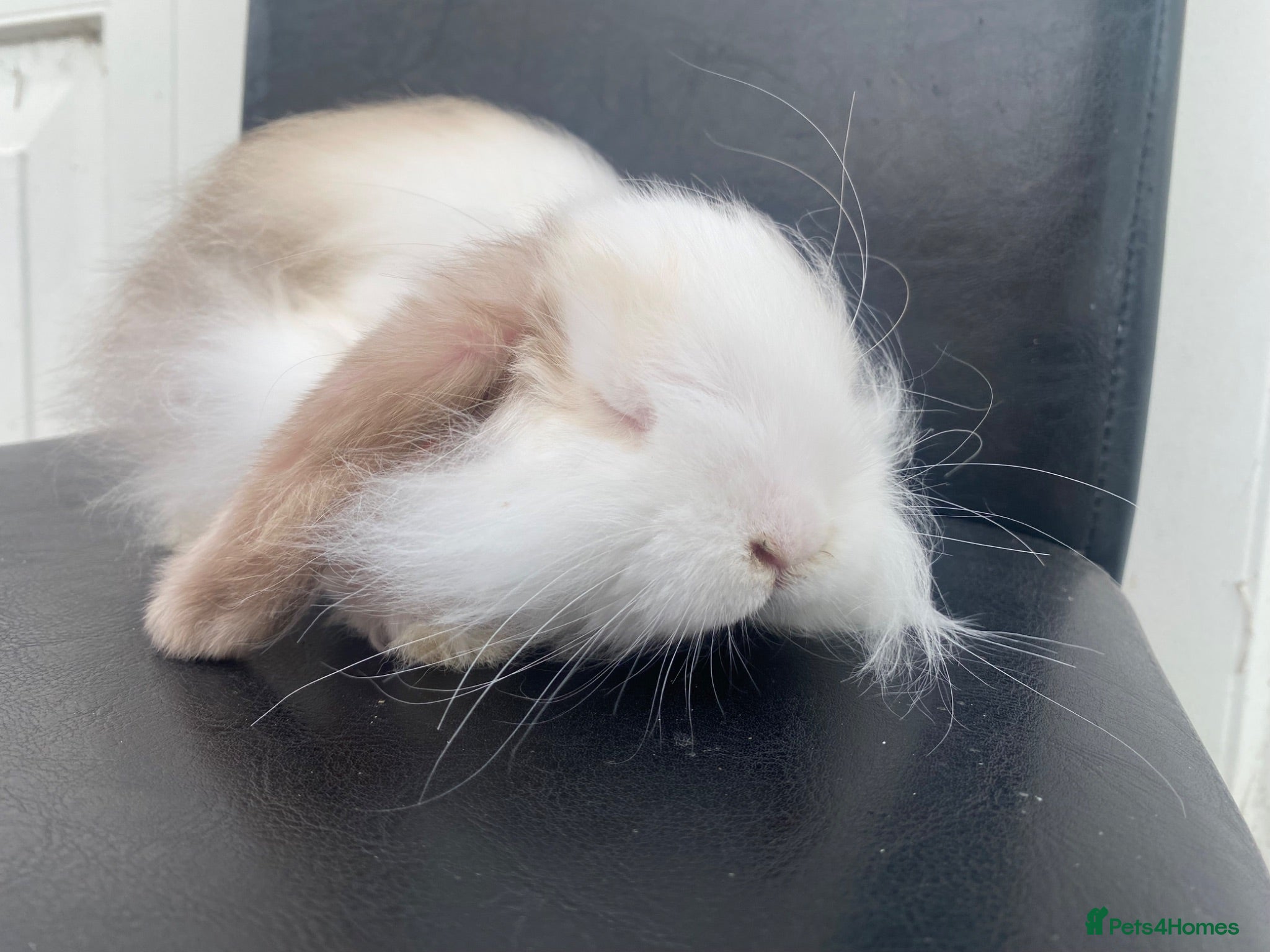 Mini Lop rabbits Mini lop  ready now - Advert 19