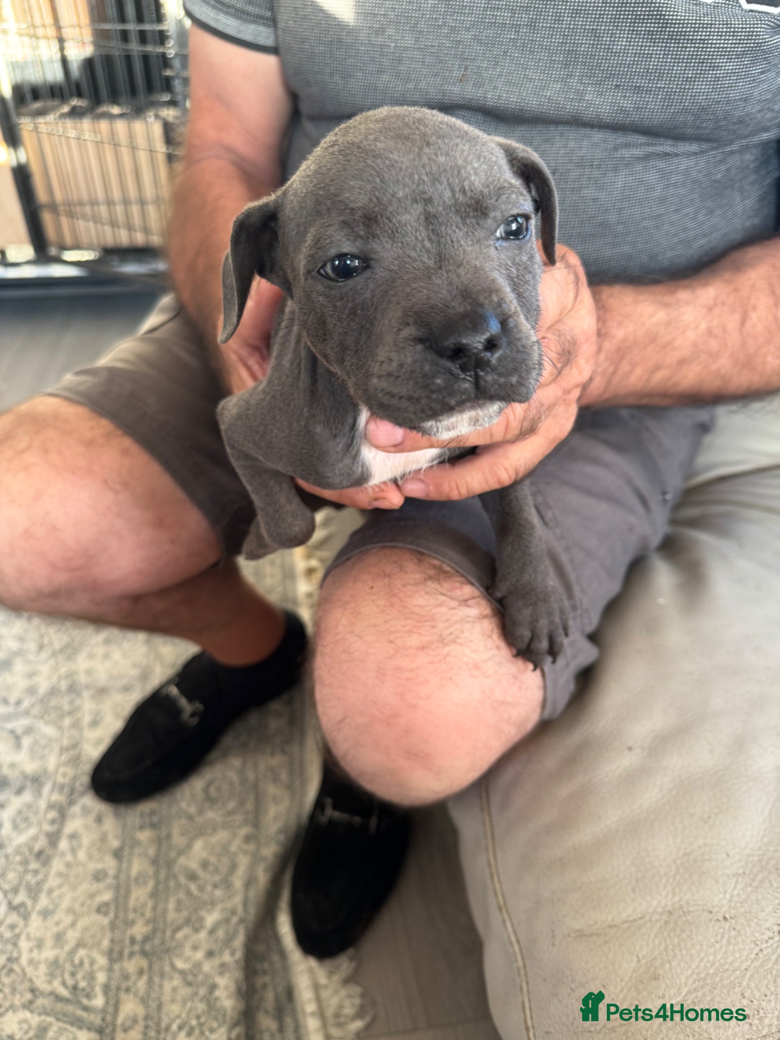 Staffordshire Bull Terrier dogs for sale: staff puppy for sale ready to go  in Cambridge - Advert 11