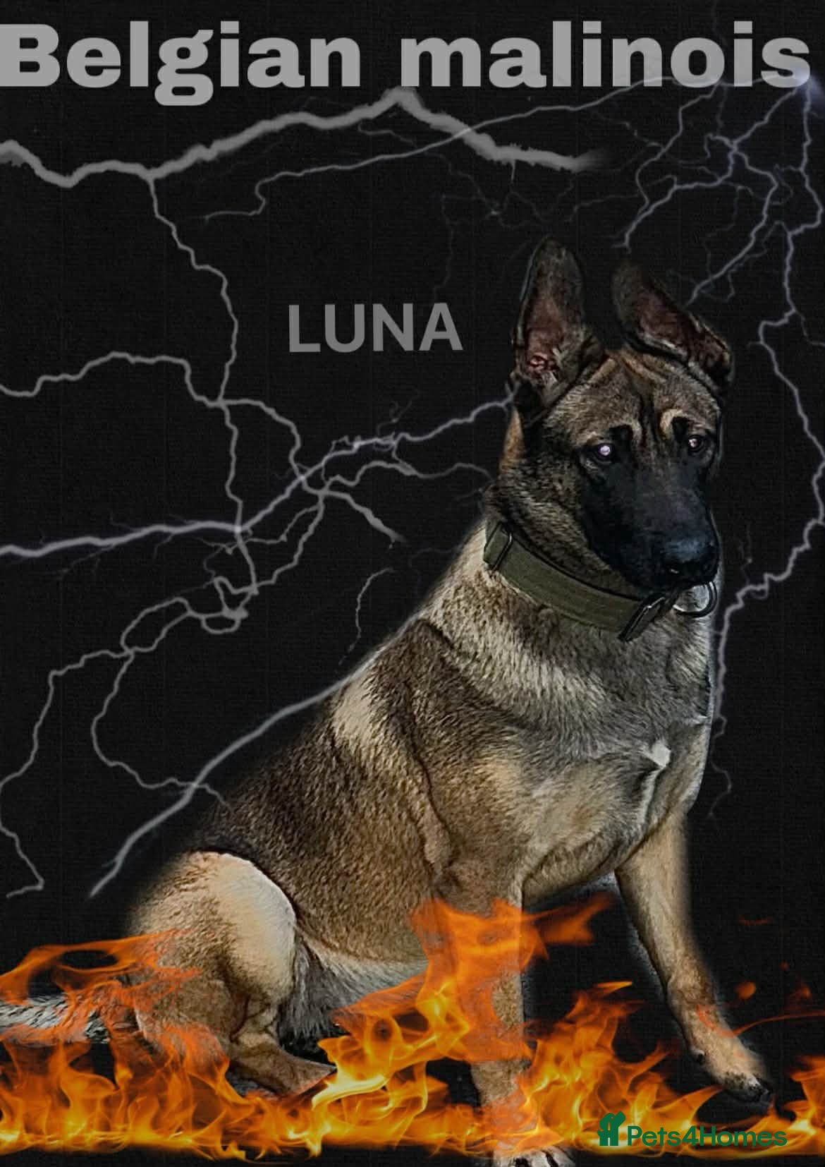 Belgian Shepherd Dog dogs Belgian shepereds puppy’s - Advert 1