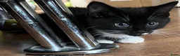 Mixed Breed cats for sale: Cute and playful  - Advert 5