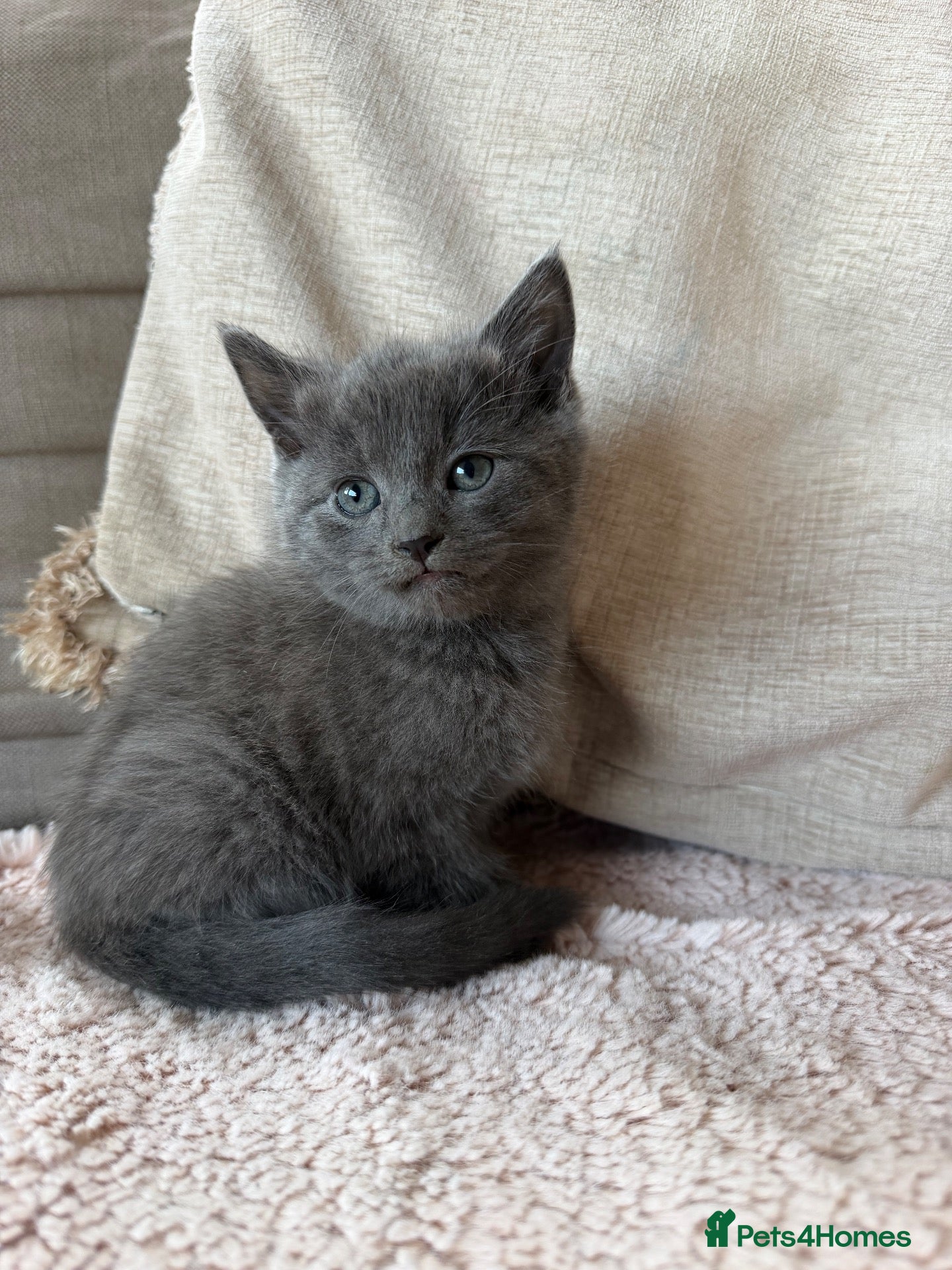 Mixed Breed cats Two beautiful Boy Kittens For Sale  - Advert 1