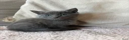 Mixed Breed cats for sale: Two beautiful Boy Kittens For Sale  - Advert 1
