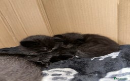 Maine Coon cats for sale: Maine Coon Kittens  - Advert 3