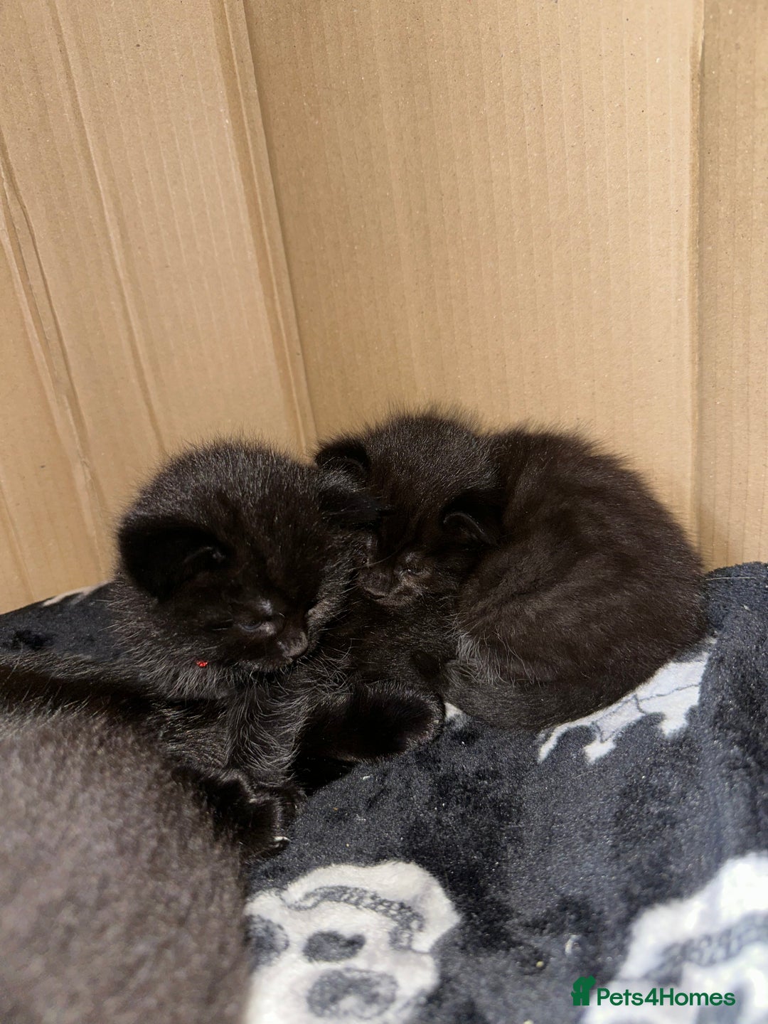 Maine Coon cats for sale: Maine Coon Kittens  - Advert 3