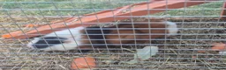 Guinea Pig rodents for sale: Tom and Jerry are bonded brothers in Market Drayton - Advert 4