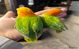 Lovebirds birds for sale: Mutations oplines Fishers lovebirds in Birmingham - Image 9