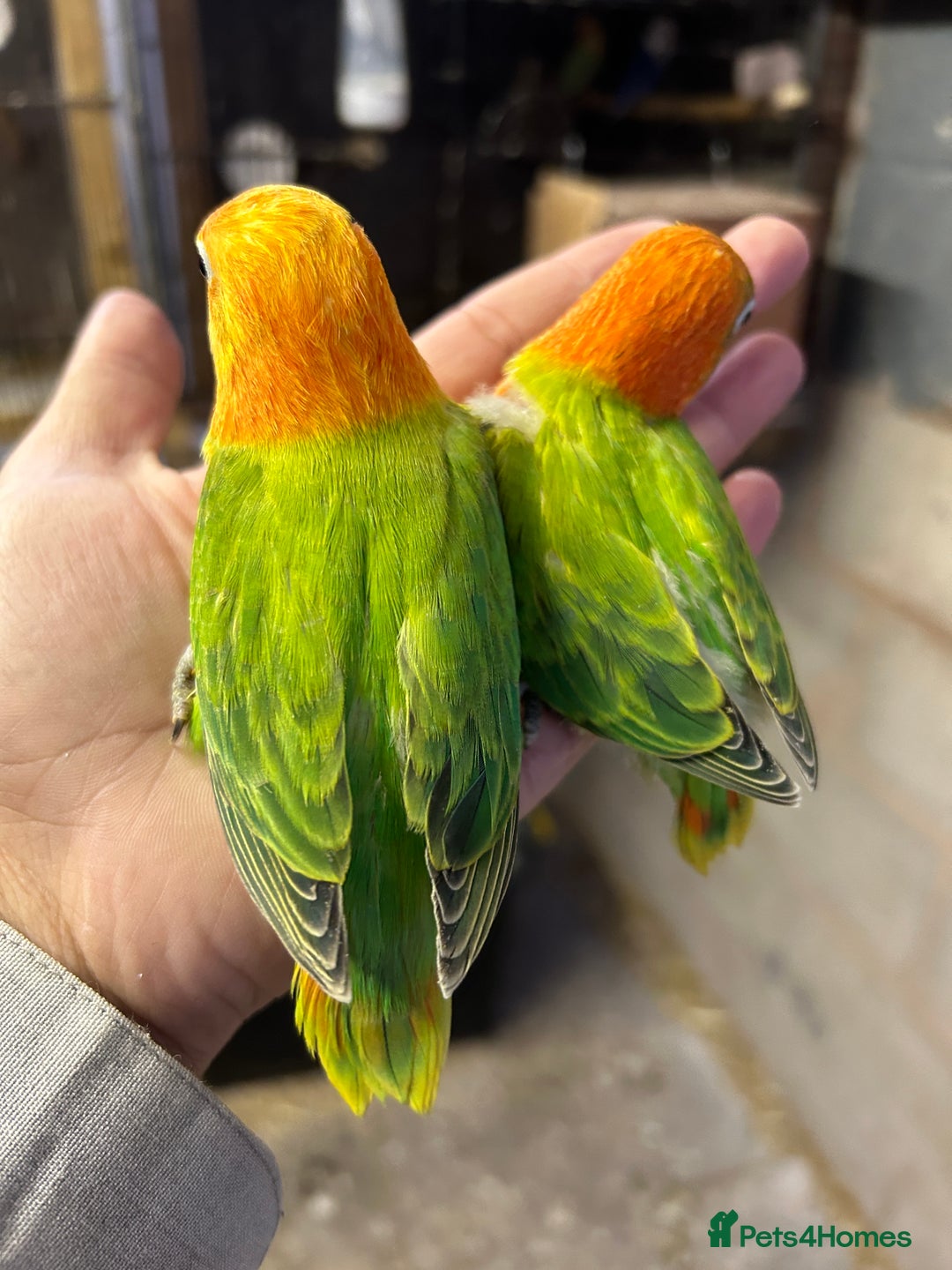 Lovebirds birds for sale: Mutations oplines Fishers lovebirds in Birmingham - Image 9